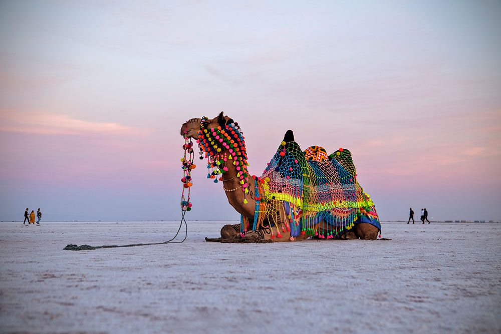 Tranquil Rann: A Quintessential Retreat in Kutch!