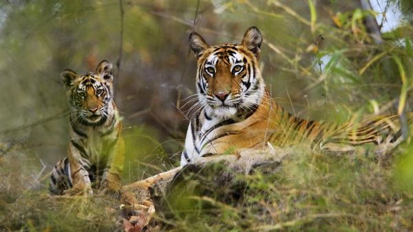 Wildlife Wonderland: A Journey through the National Parks of Madhya Pradesh!