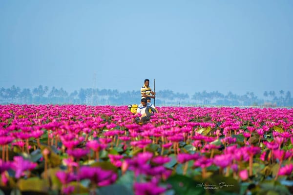 Blossoms on Water: Discovering the Magic of Malarikkal!